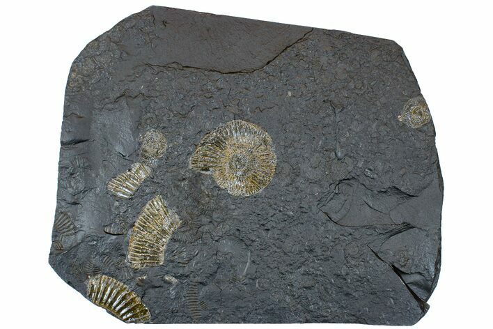 Dactylioceras Ammonite Cluster - Posidonia Shale, Germany #169459